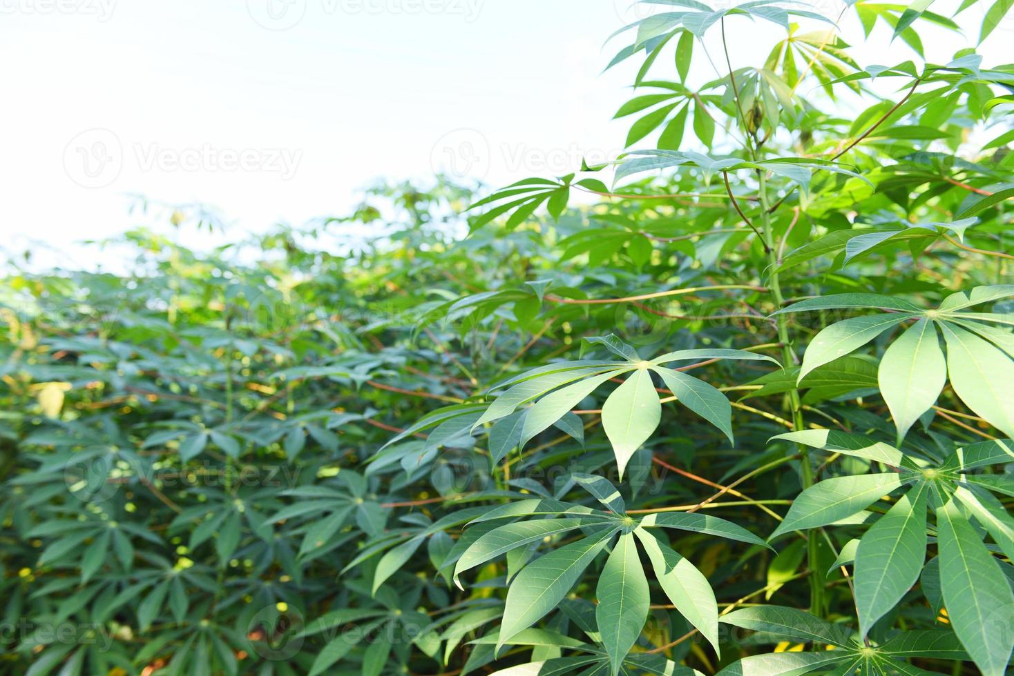 yuca deja cultivos en verde, planta de árbol tropical plantación de yuca campos verdes naturaleza agrícola planta árbol foto