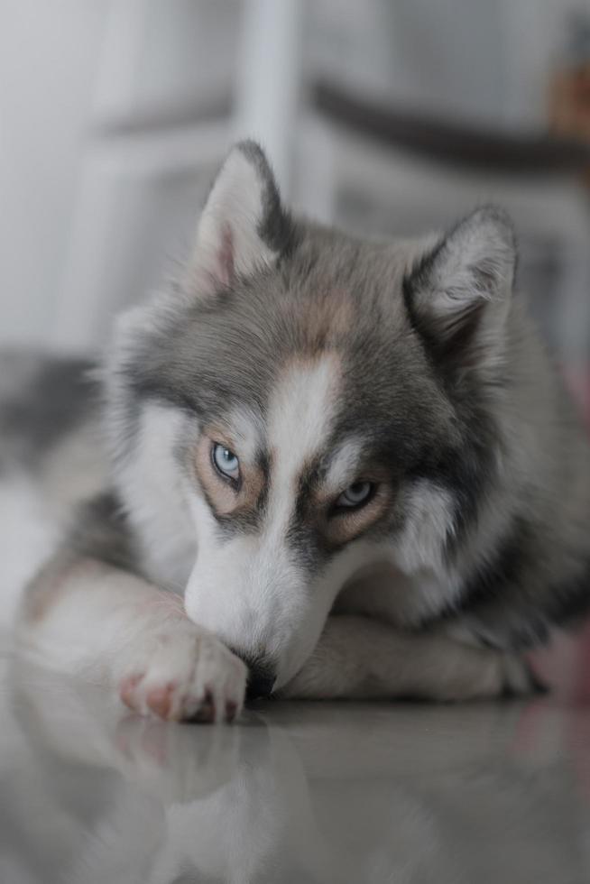 Siberian husky dog looks cute photo