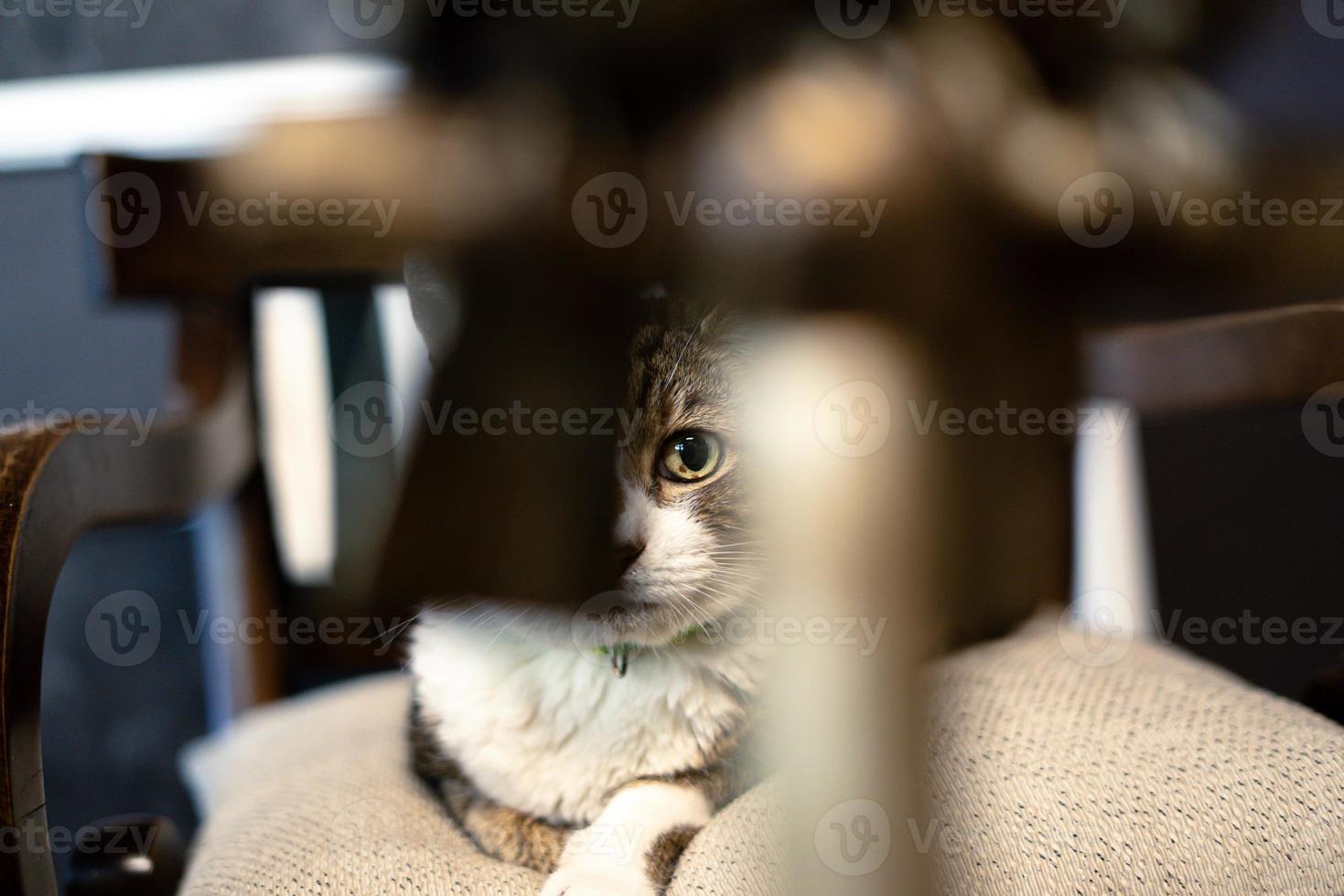 gato adulto sentado en el asiento y mirando tranquilo foto