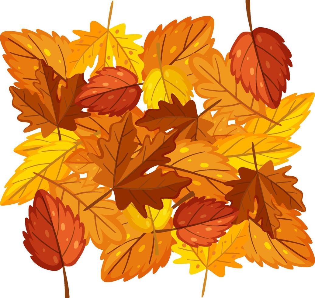 Autumn leaves on white background vector