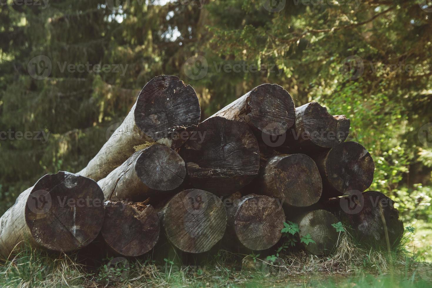 Old cut trunks on a pile. Detail view a big pile of trunks, trees photo