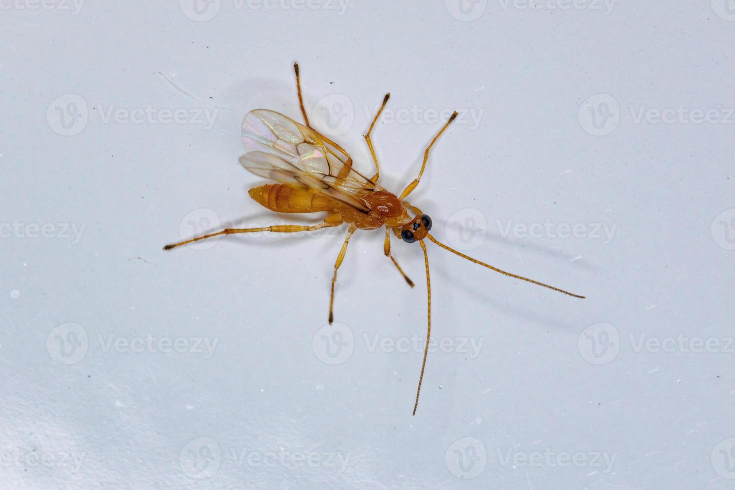 Adult Ichneumonid Wasp photo