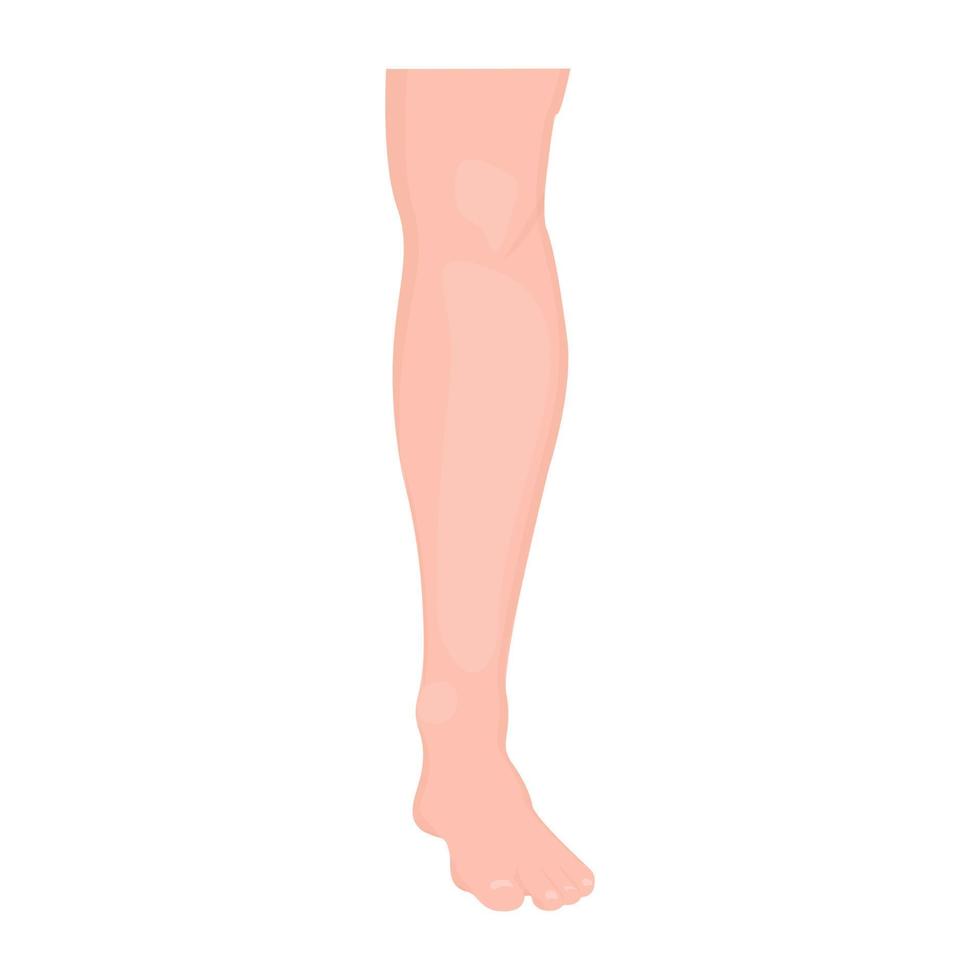 Trendy Leg Concepts vector