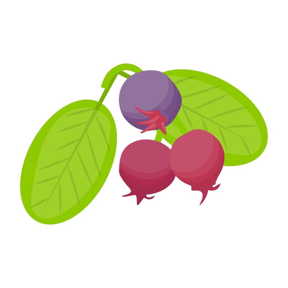 Black Currant Concepts vector