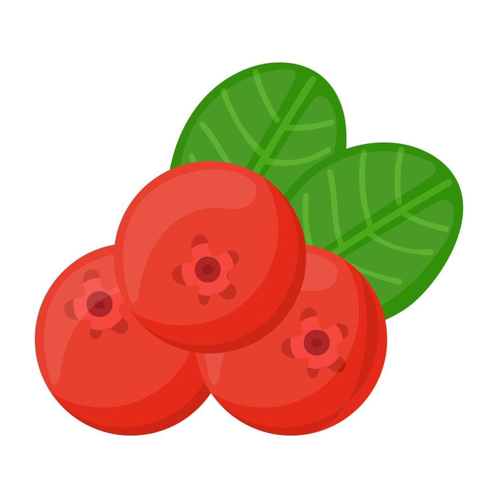 Trendy Lingonberry Concepts vector