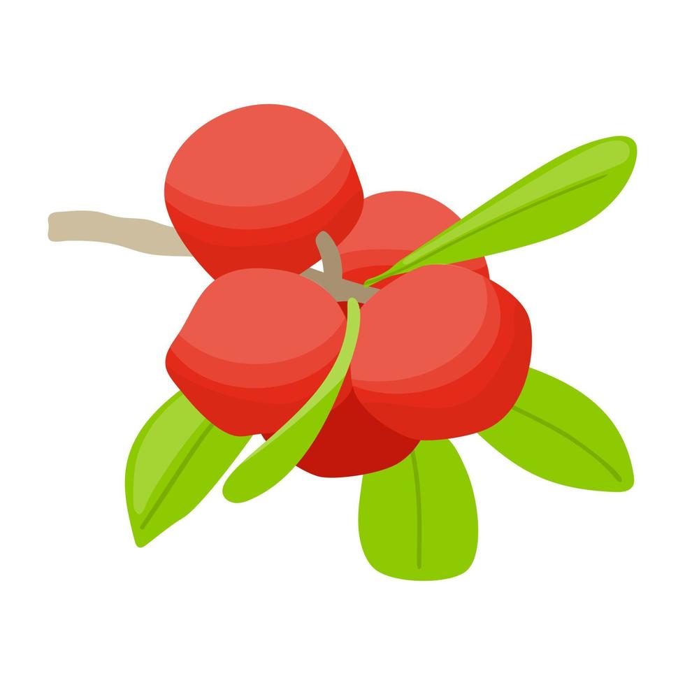 Trendy Lingonberry Concepts vector