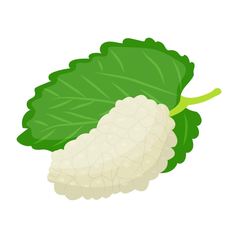 White Mulberry Concepts vector