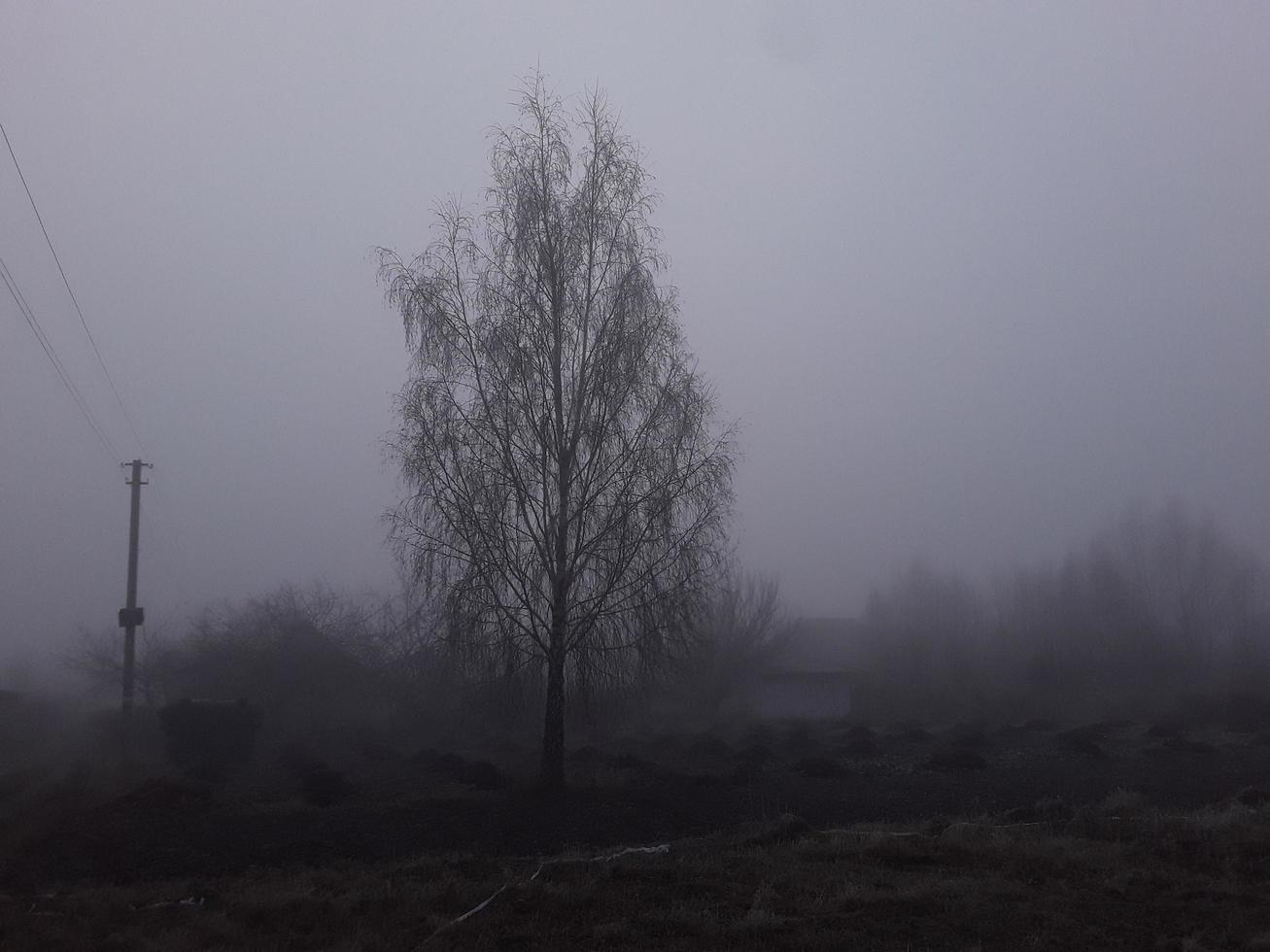 niebla de la mañana en el campo foto