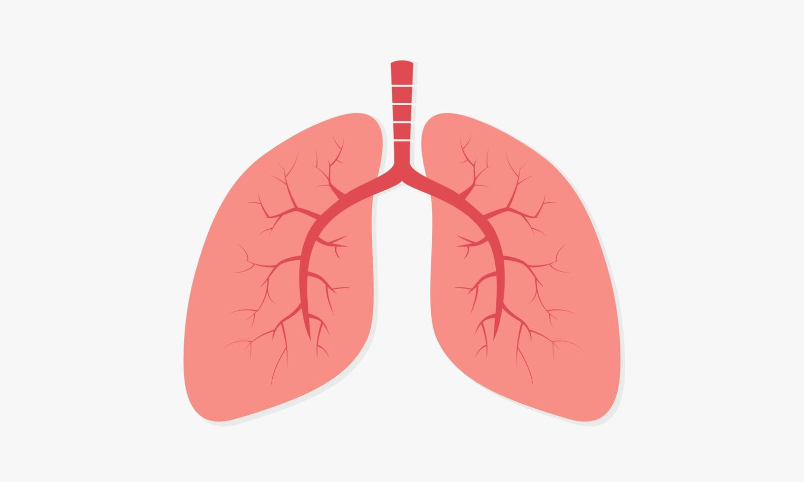 organs human lung. breathing vector illustration.