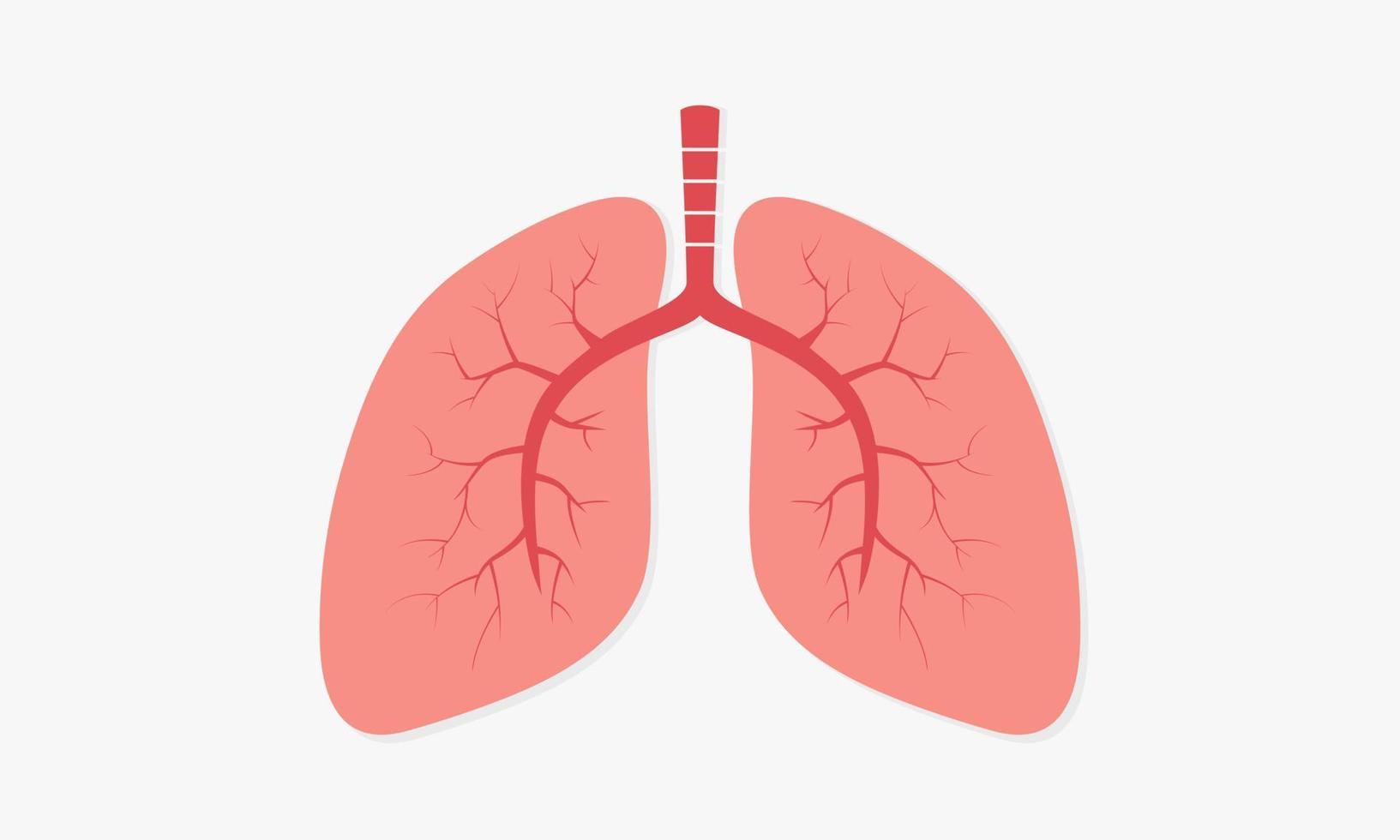 órganos pulmón humano. Ilustración de vector de respiración.