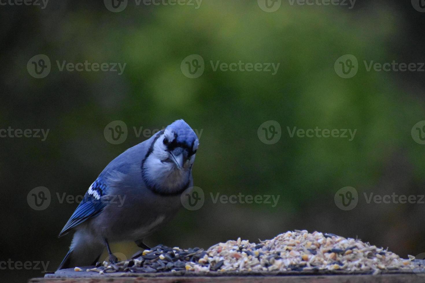 un arrendajo azul en el comedero del jardín foto