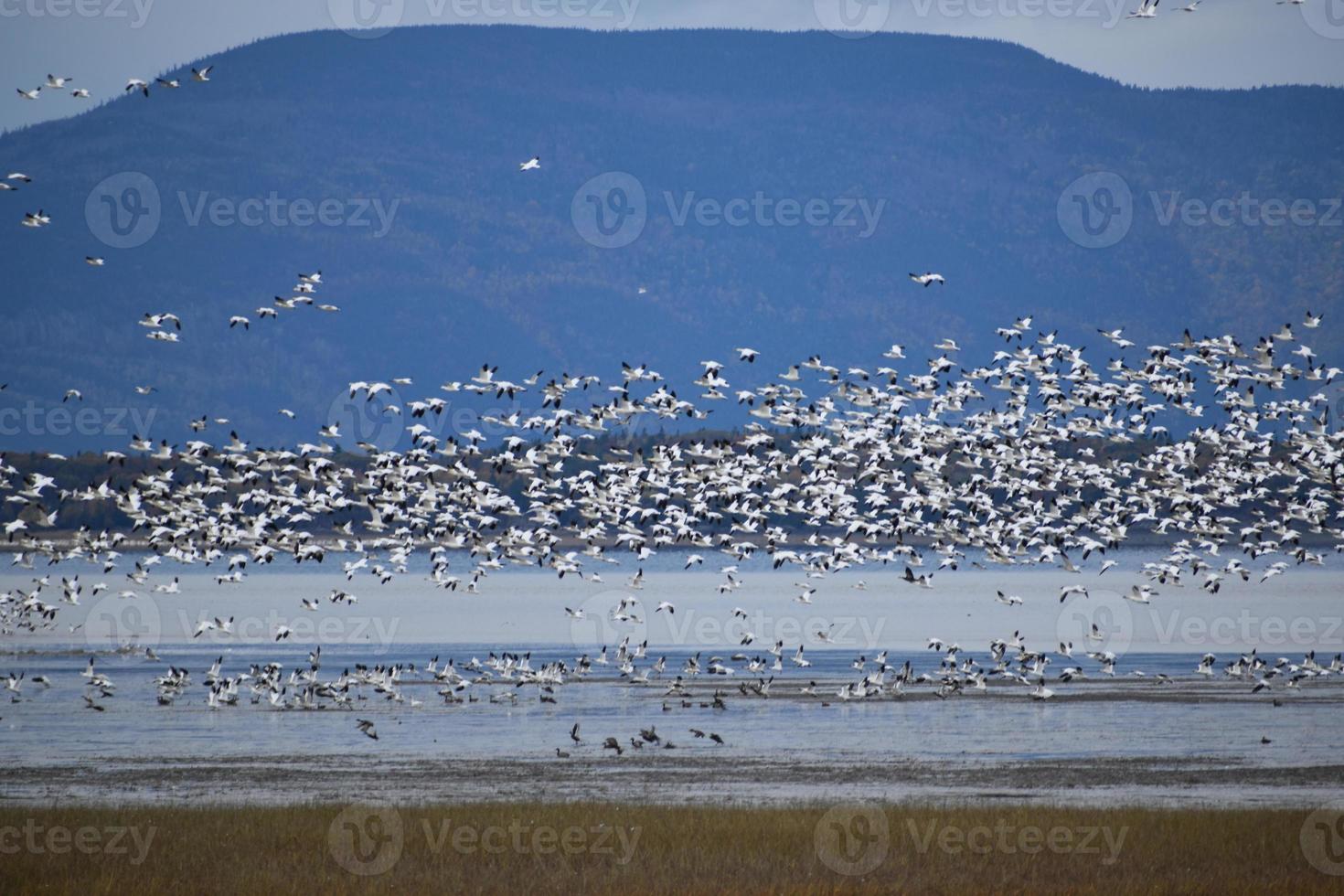 Snow geese on the St. Lawrence River photo