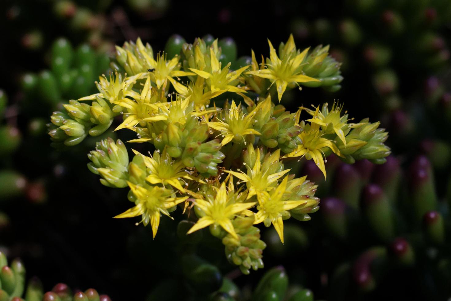 Jelly Bean Plant 4639670 Stock Photo at Vecteezy