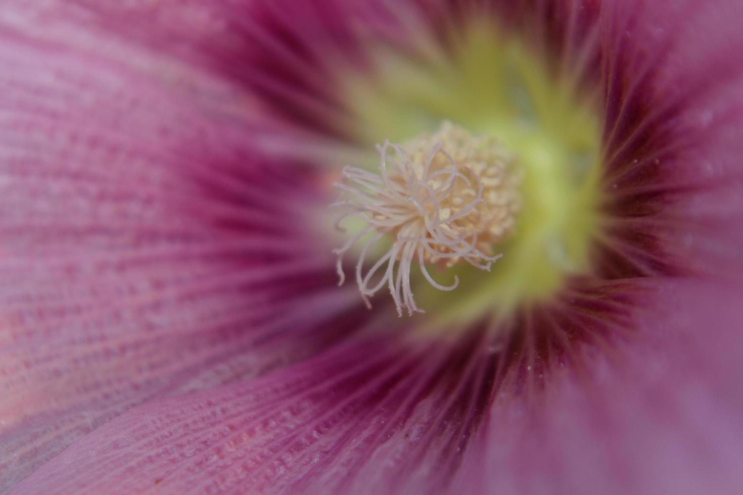 Hollyhock Flower Pistil photo