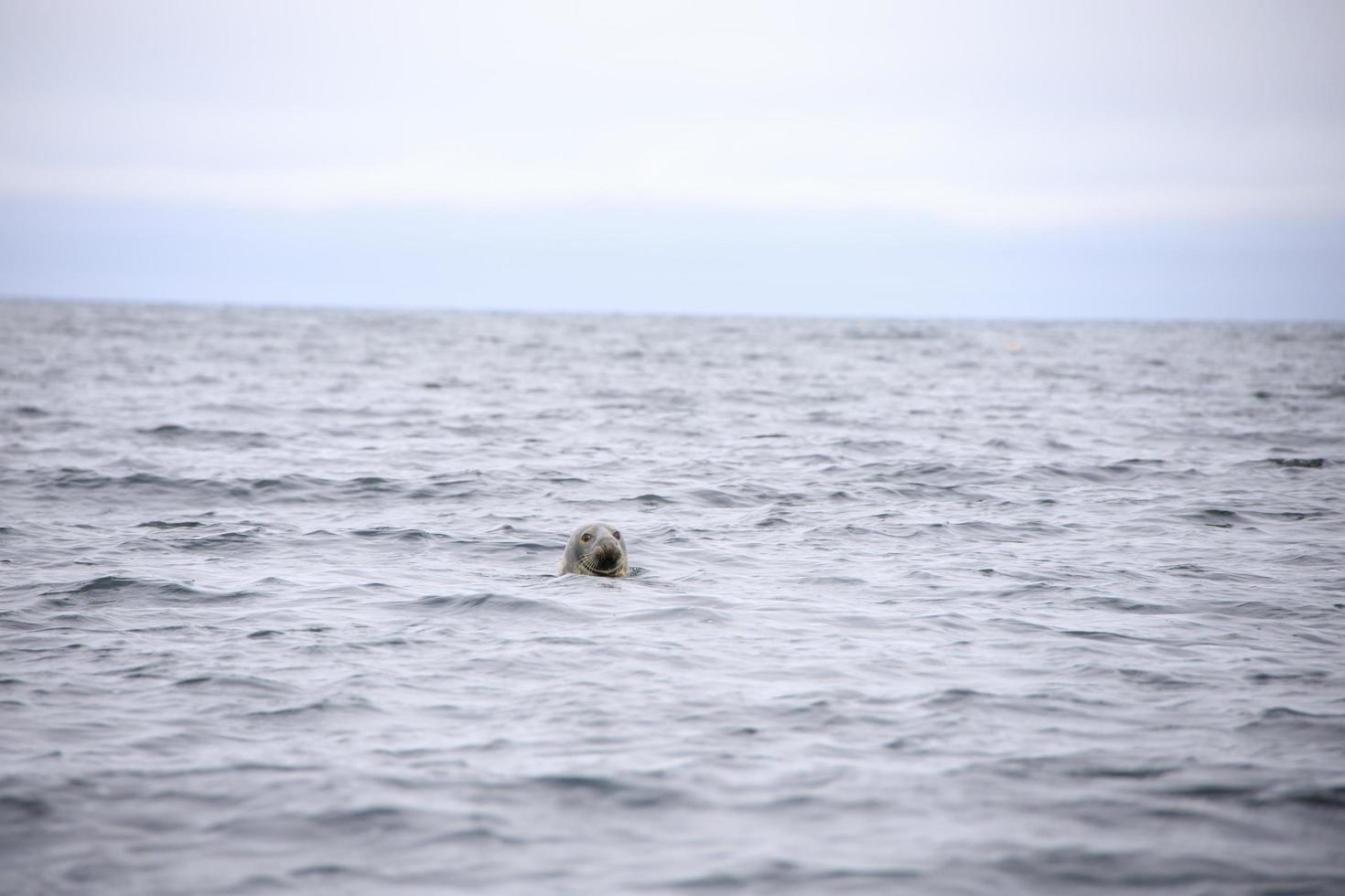Seal swimming in the waves in the ocean photo