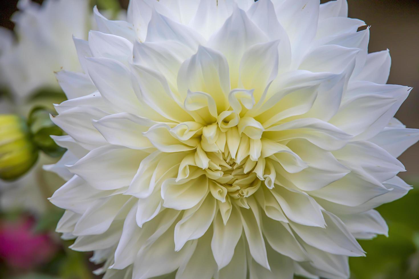 Hermosa flor de dalia blanca que crece en el jardín en primavera 4639853  Foto de stock en Vecteezy