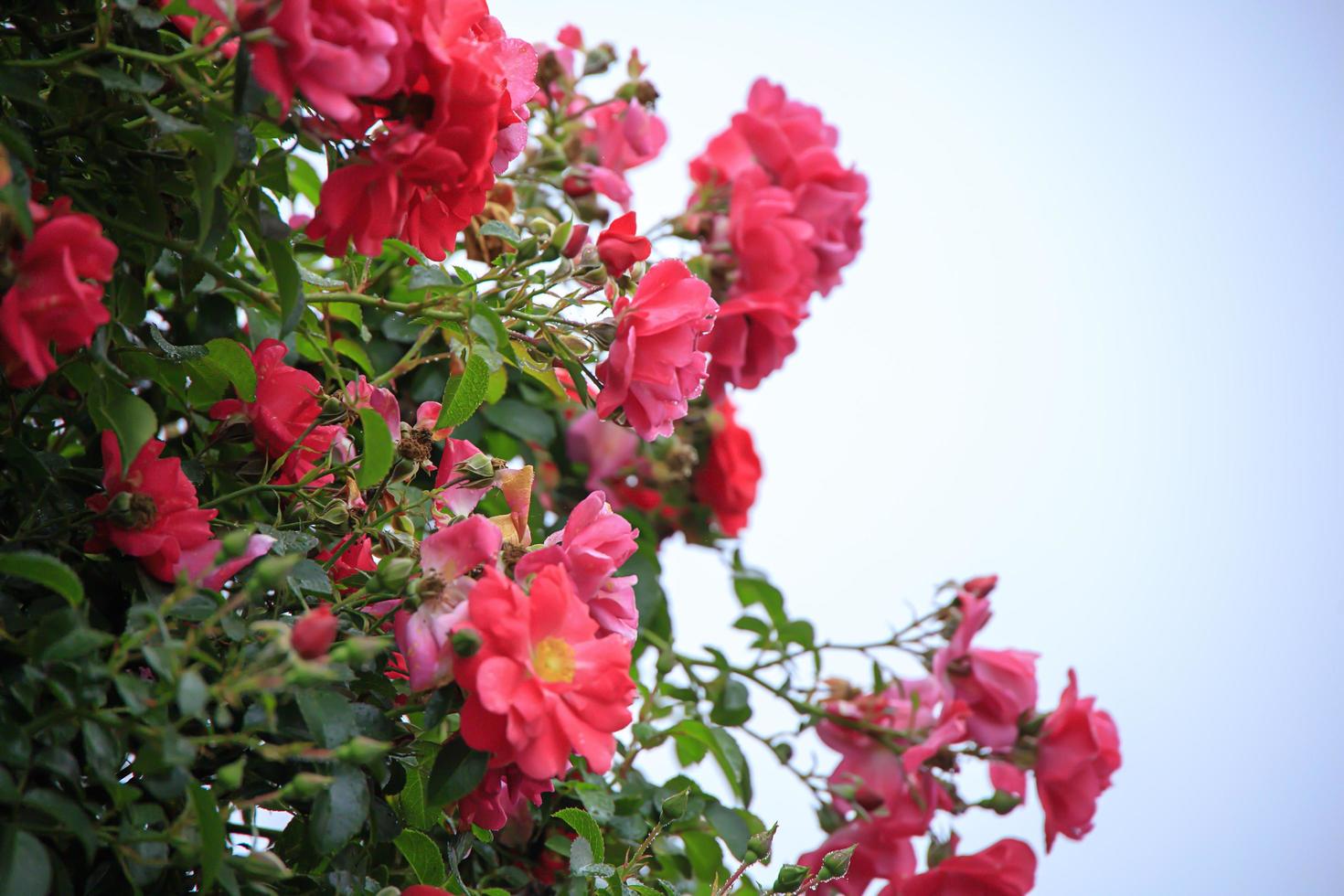 Pink sea roses growing on a bush near the ocean photo