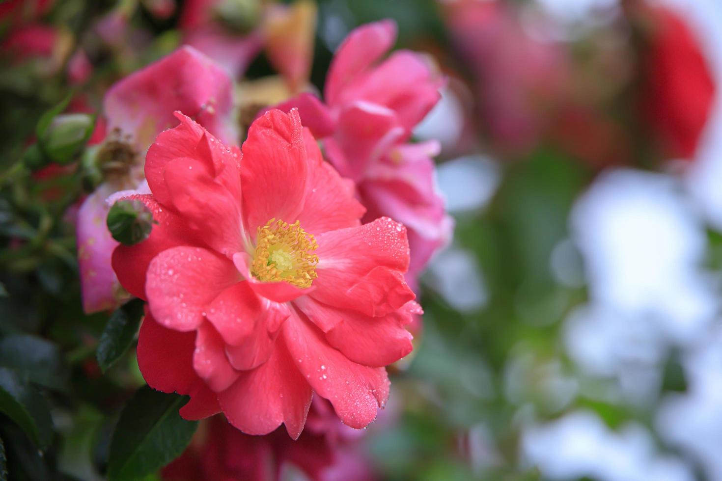 Pink sea roses growing on a bush near the ocean photo