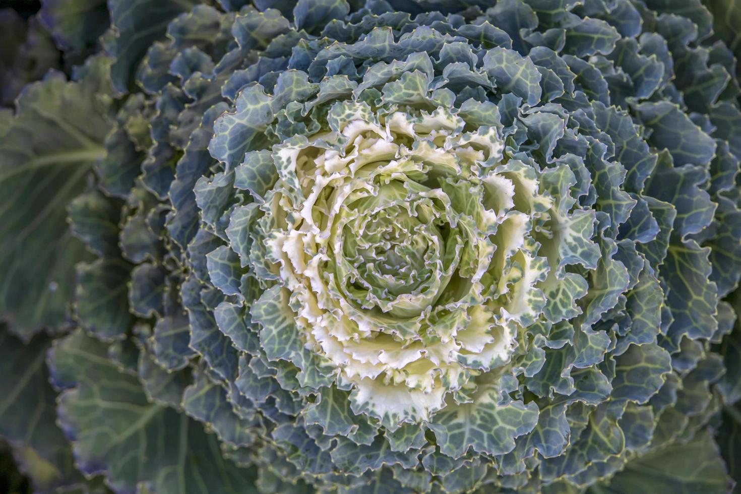 Primer plano de repollo verde y blanco que crece en el jardín foto