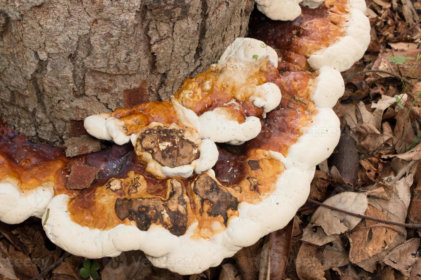 setas y hongos que crecen al lado de un árbol en el bosque foto