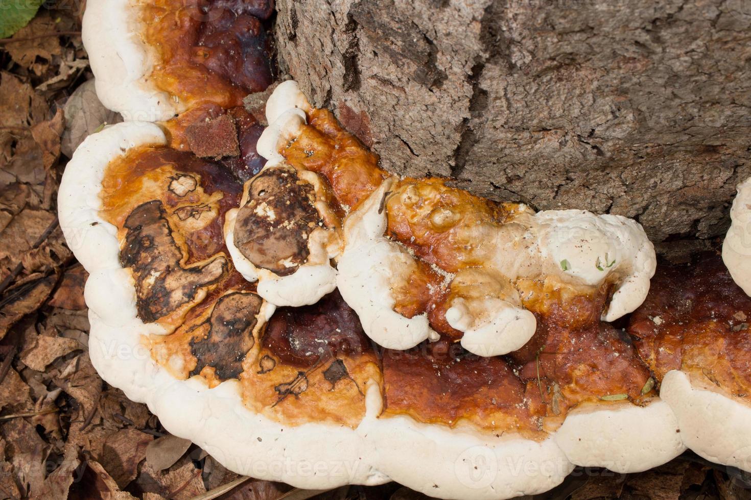 setas y hongos que crecen al lado de un árbol en el bosque foto