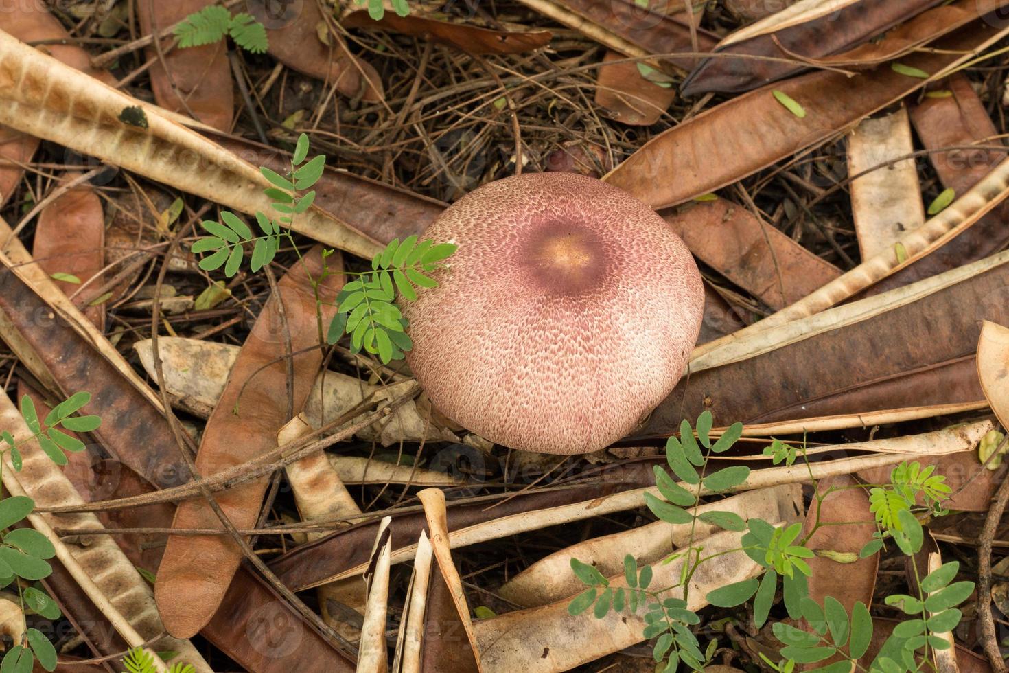 setas y hongos que crecen al lado de un árbol en el bosque foto