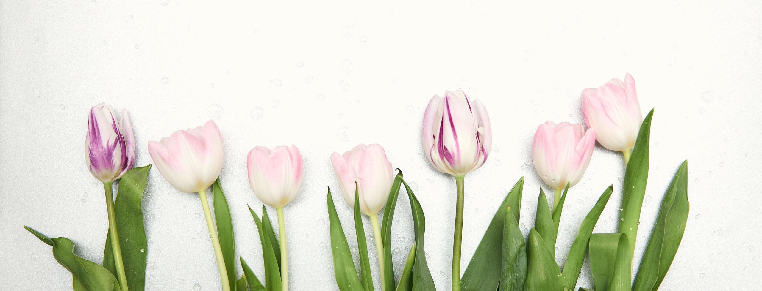 fondo floral con espacio de copia. marco plano de tulipanes. día de la mujer, tarjeta de felicitación del día de la madre foto