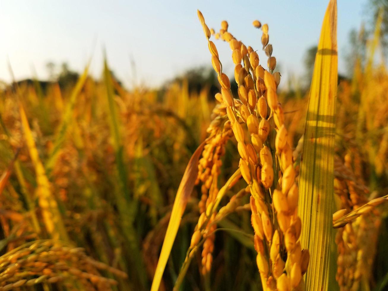 Pady land in countryside field photo