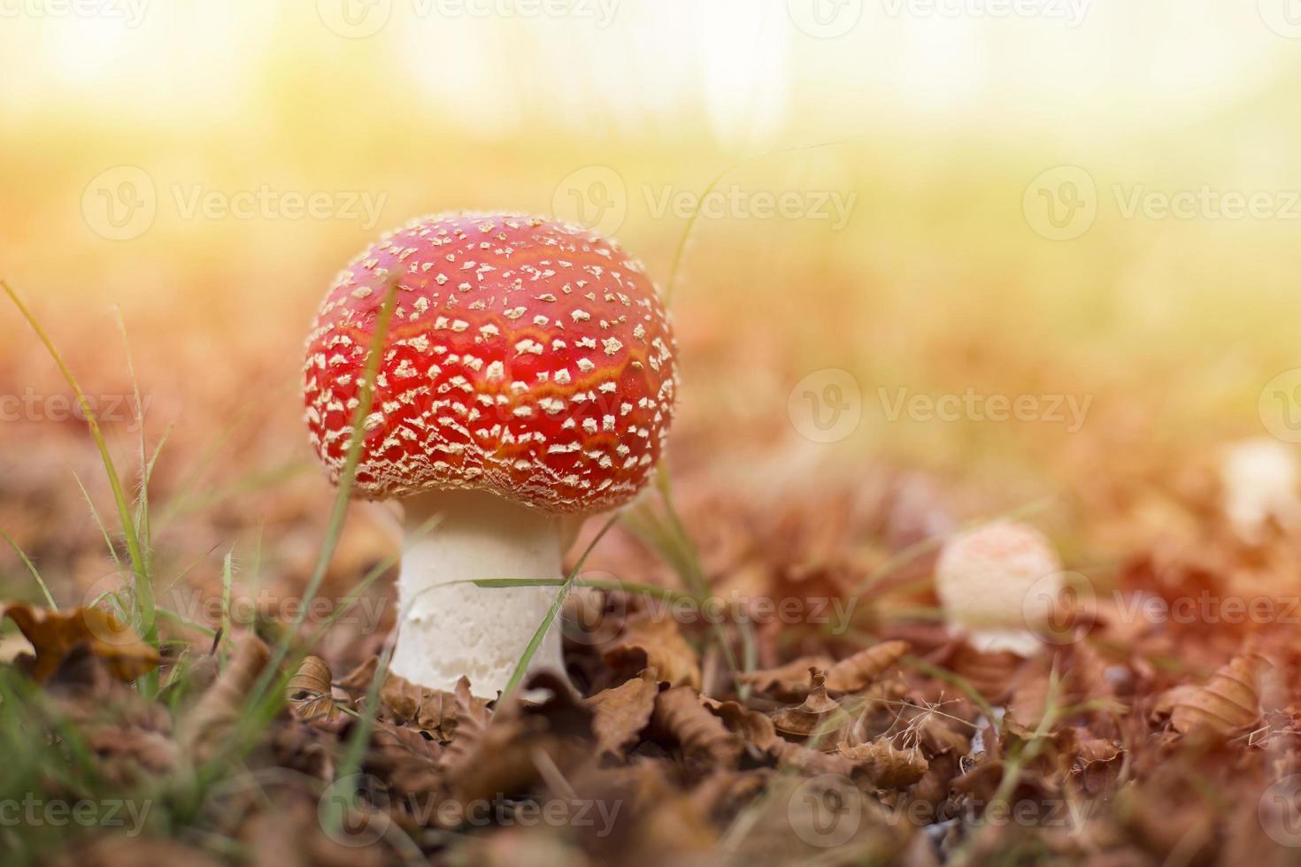 specimen of fly agaric in an autumn mountain forest photo