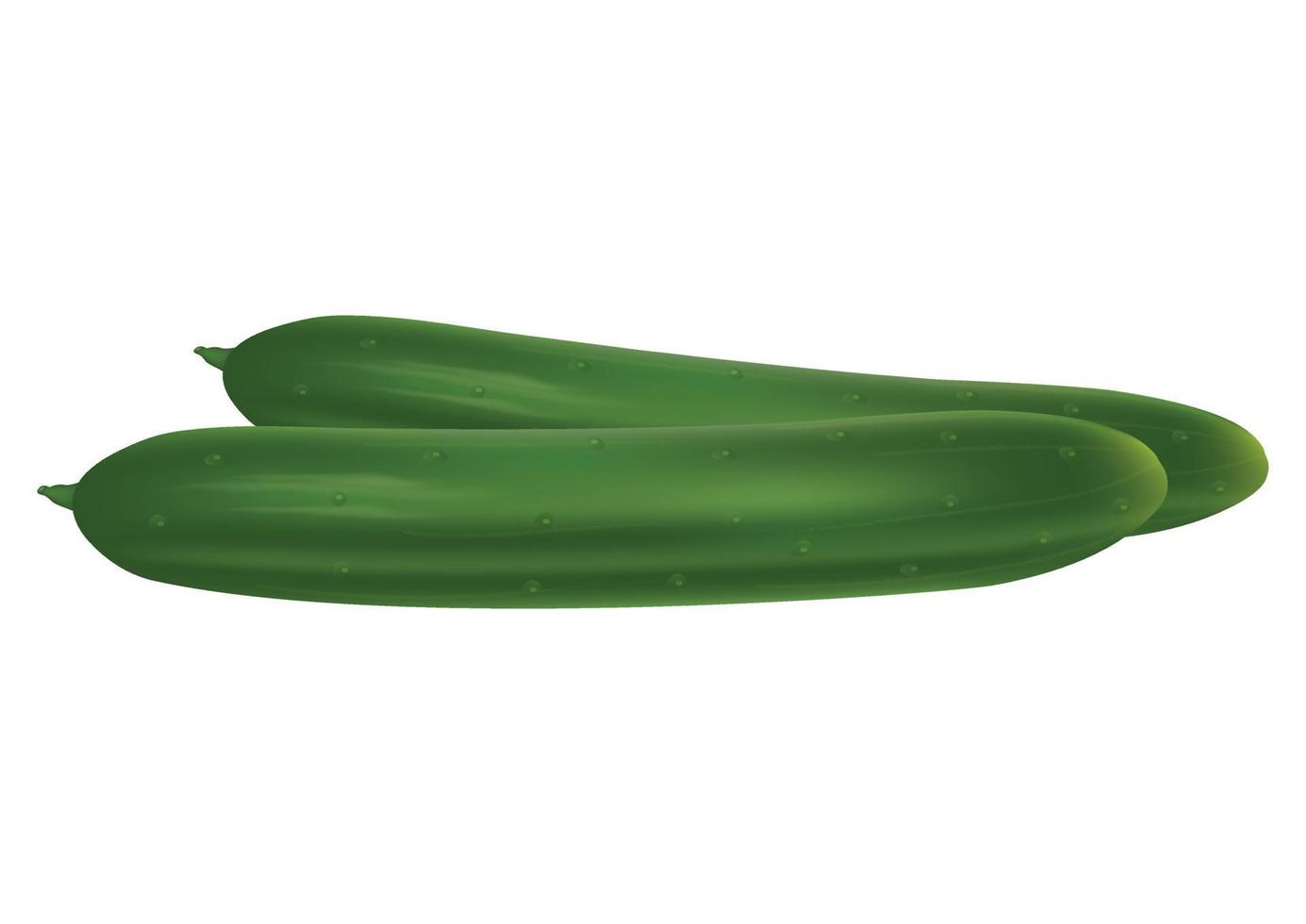 Clipart Vector Cucumber. Vector illustration of cucumber isolated on white background