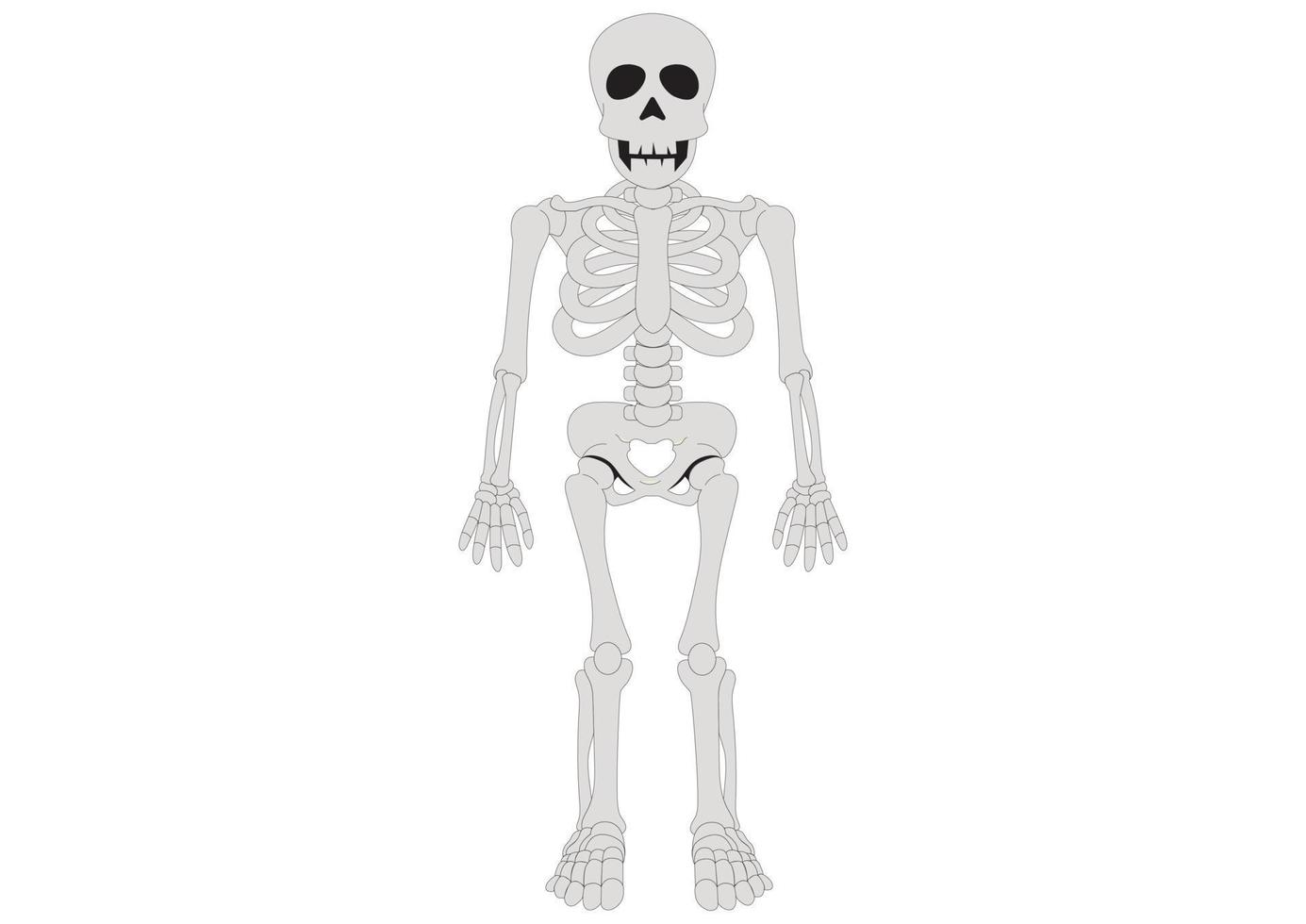 Human skeleton anatomy. Clipart Skeleton 4641724 Vector Art at Vecteezy