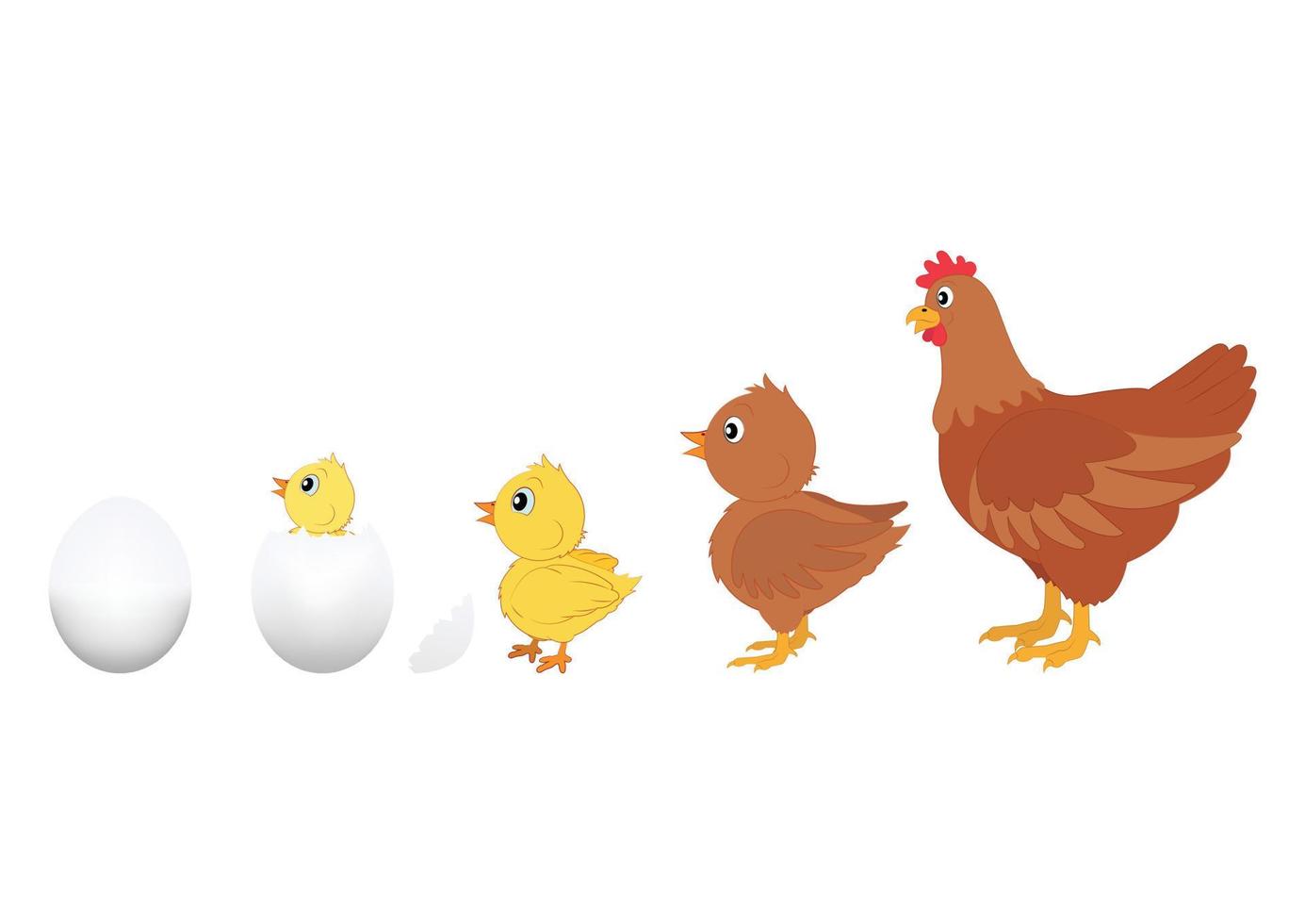 evolución del pollo. ilustración vectorial de la evolución del pollo. huevo, pollo, gallina vector