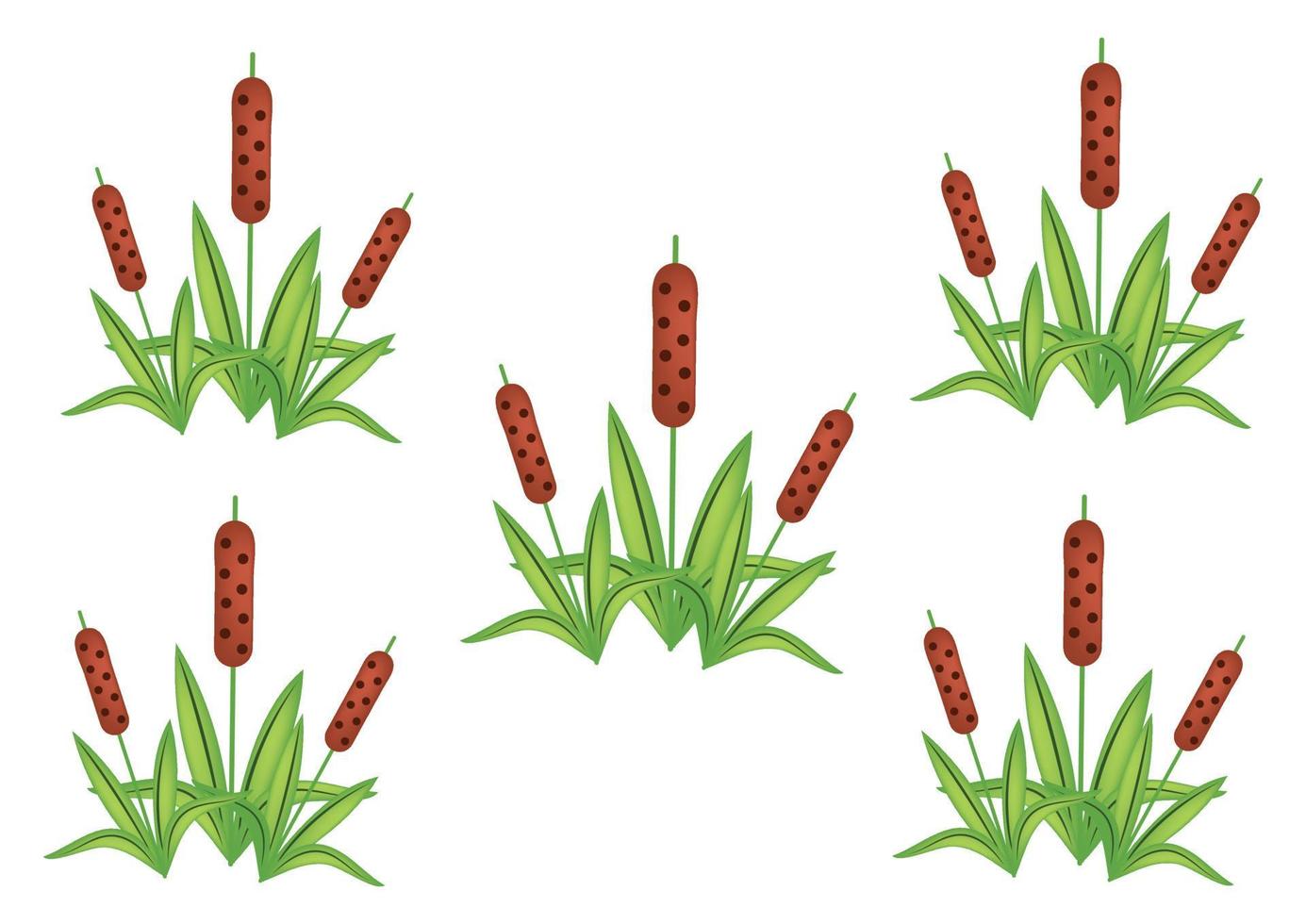 Reeds plant. Vector Rush plant