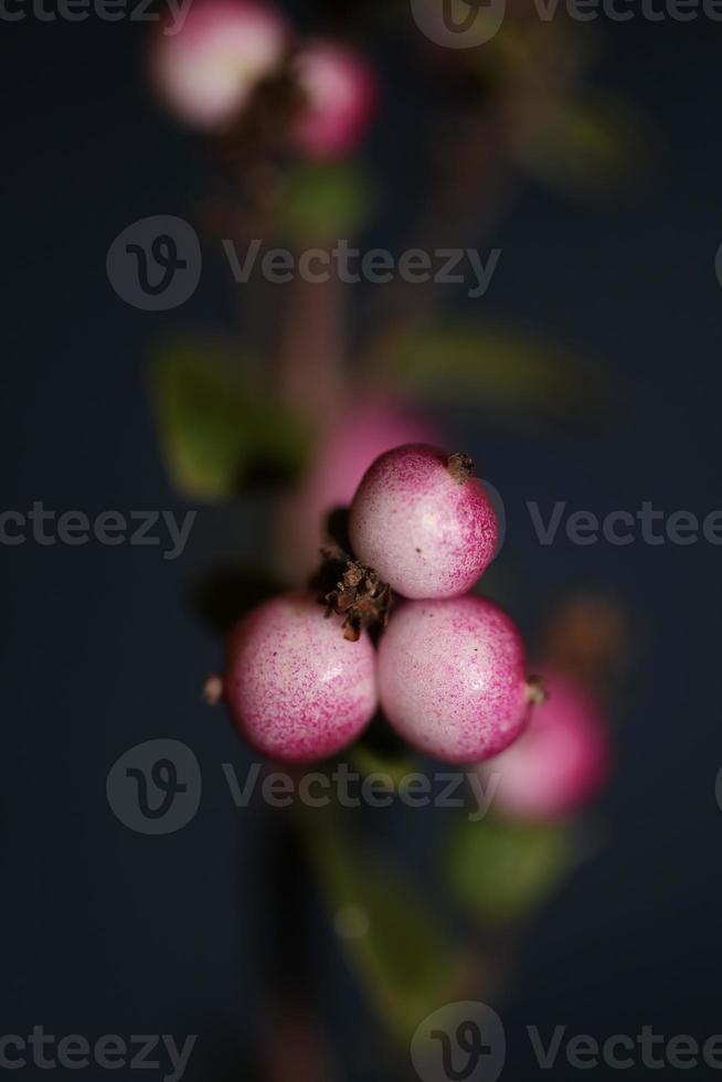 Wild flower fruit close up botanical background symphoricarpos orbiculatus family caprifoliaceae big size high quality print photo