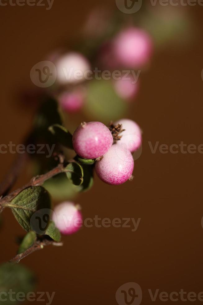 flor silvestre fruta cerrar fondo botánico symphoricarpos orbiculatus familia caprifoliaceae tamaño grande impresión de alta calidad foto