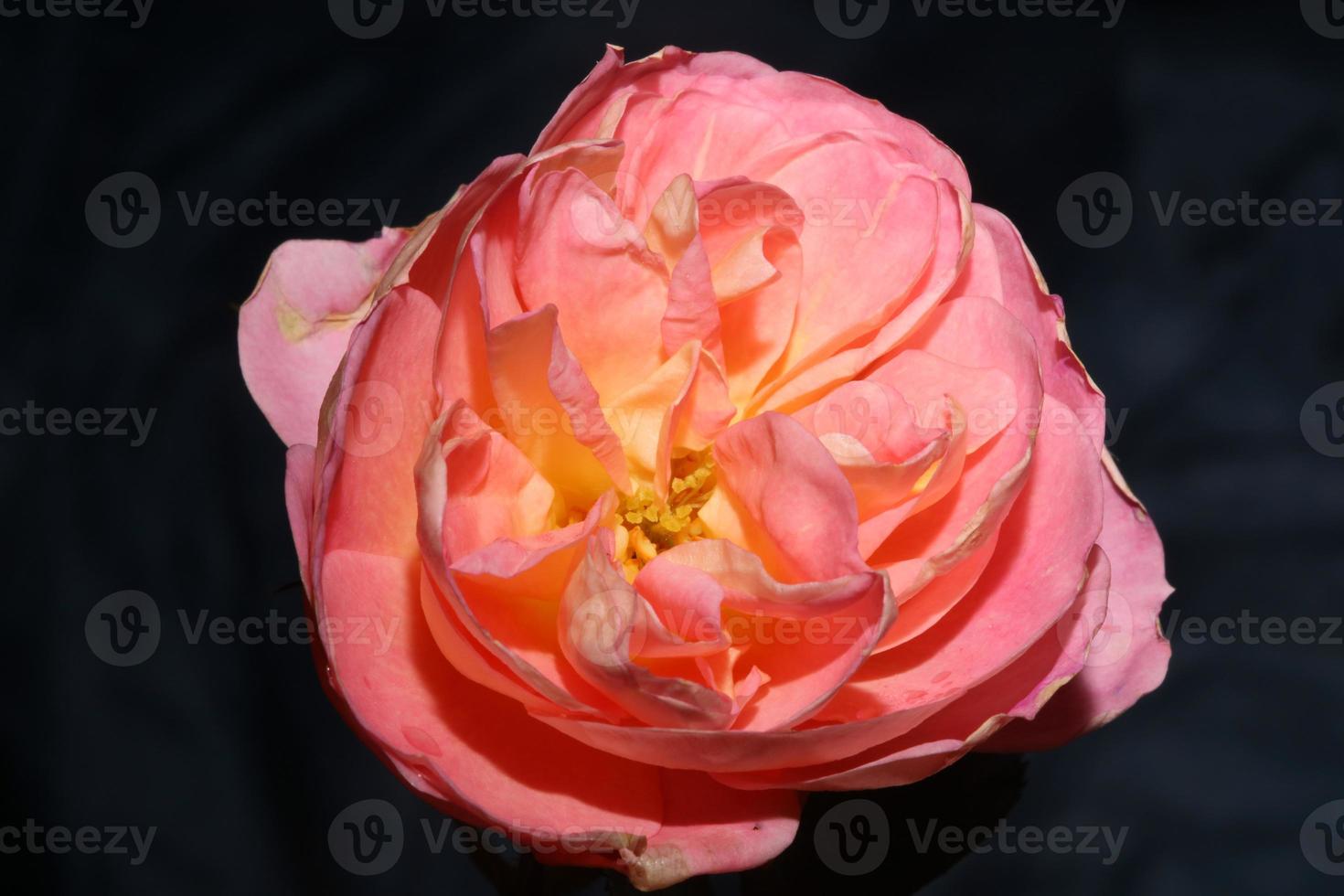 flor rosa floreciendo de cerca fondo rosa impresiones de gran tamaño de alta calidad foto