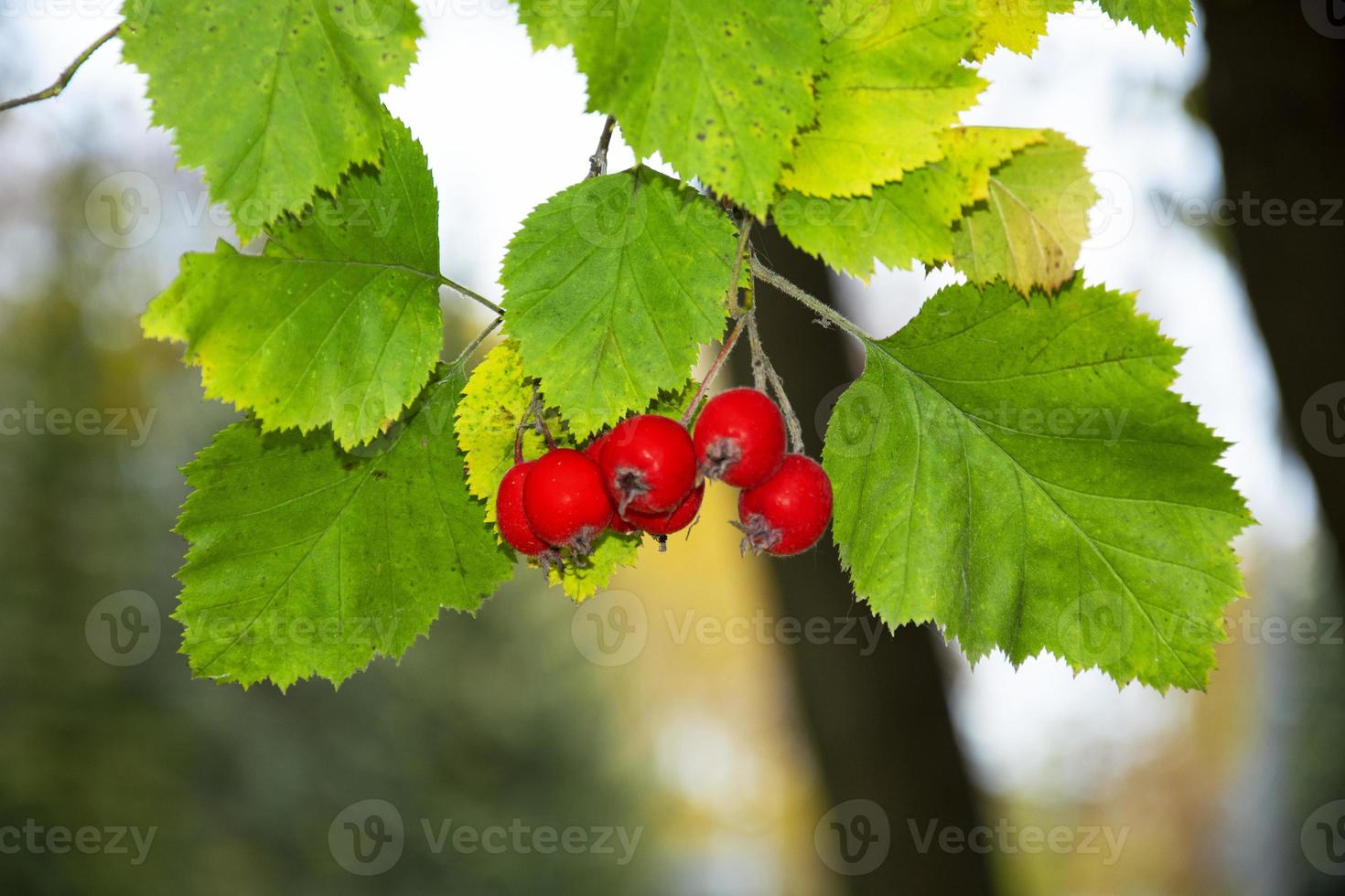 Hawthorn. Red berries with green leaves on a blurred background. Natural background. photo