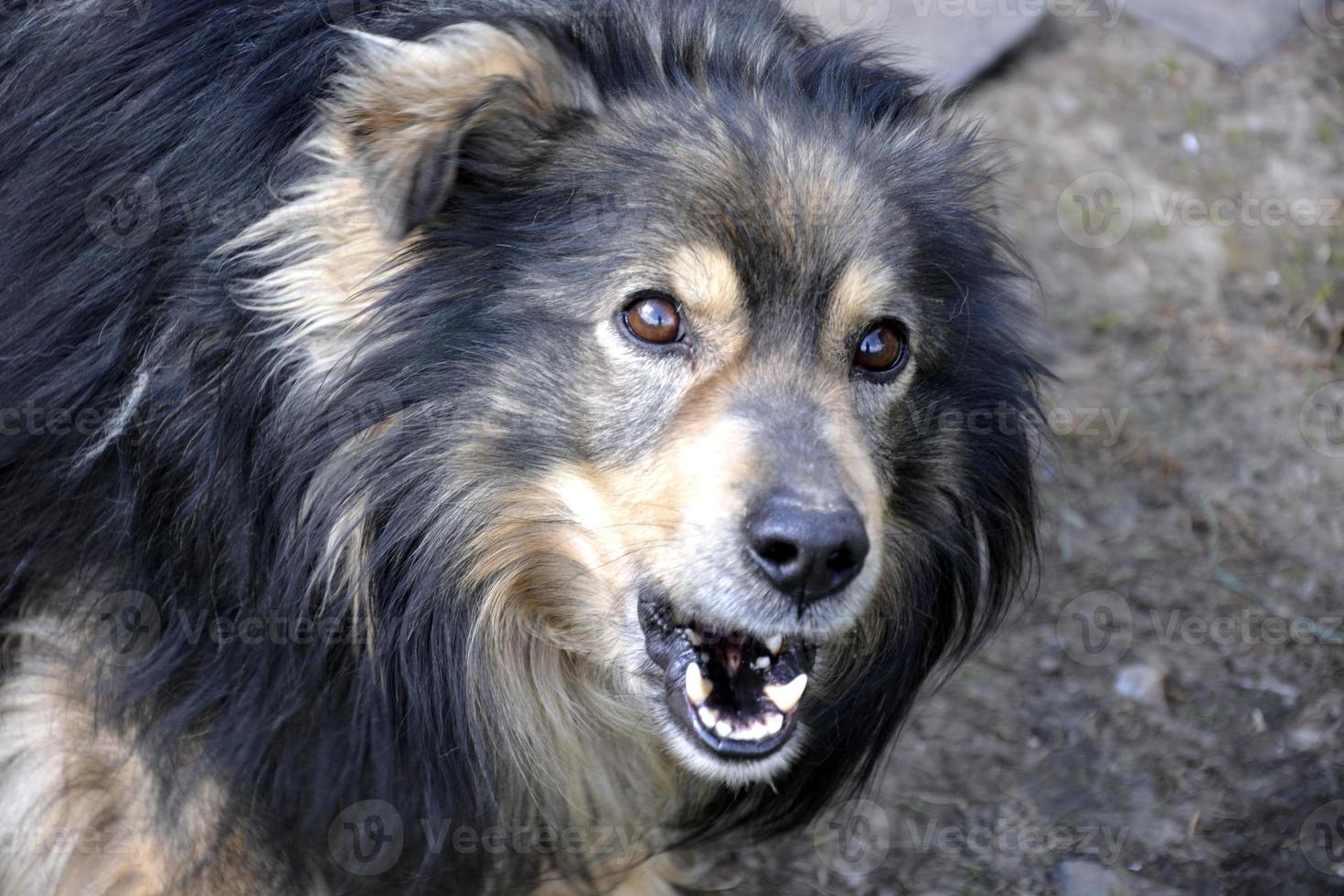 Angry dog. Black dog at the shelter. photo