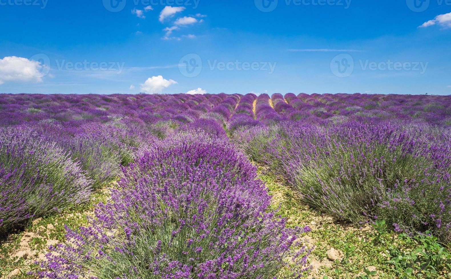 Maravilloso campo de lavanda con muchas flores en Piamonte foto