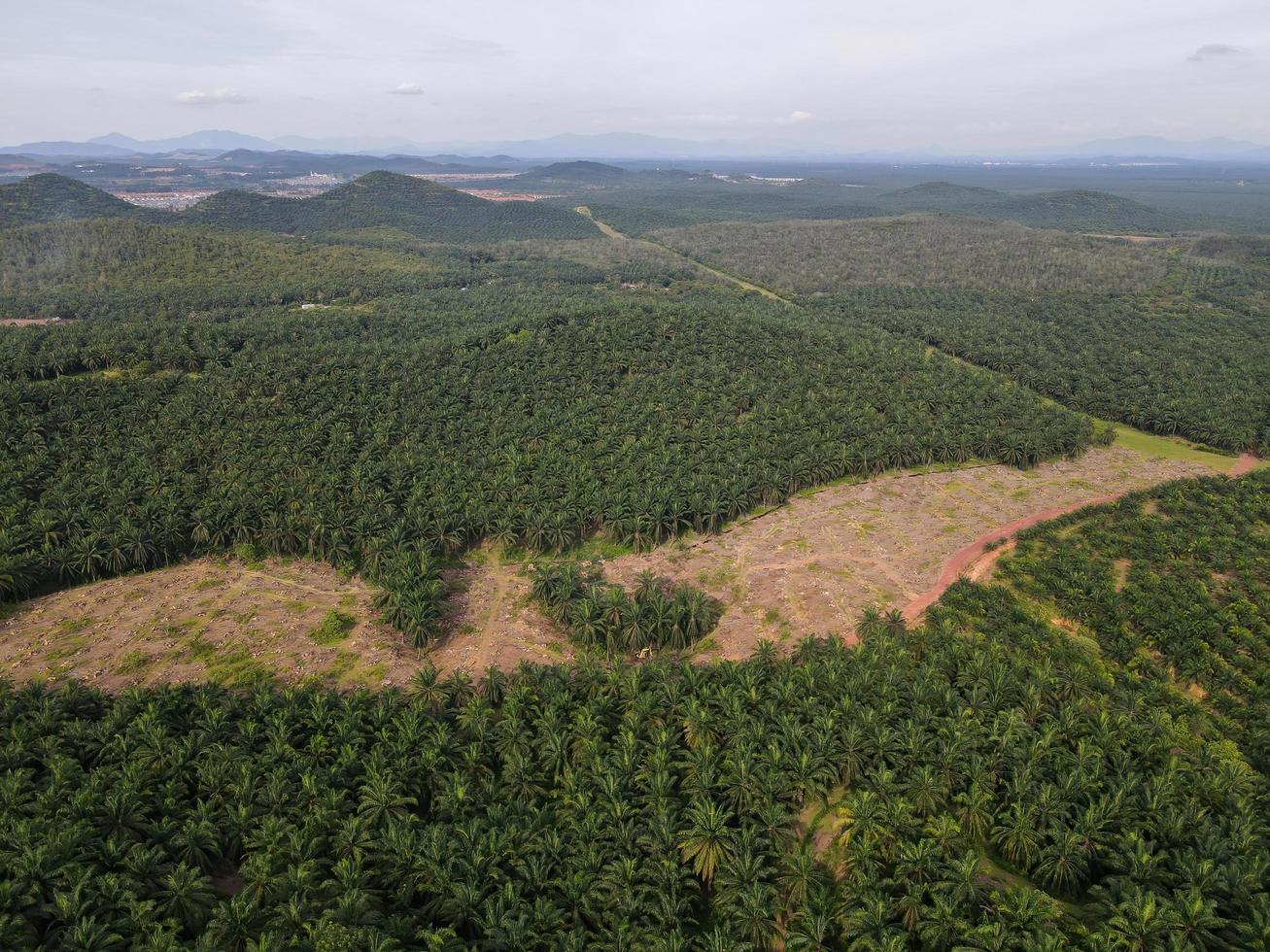 Vista aérea de la limpieza de tierras en la granja de aceite de palma en Malasia foto