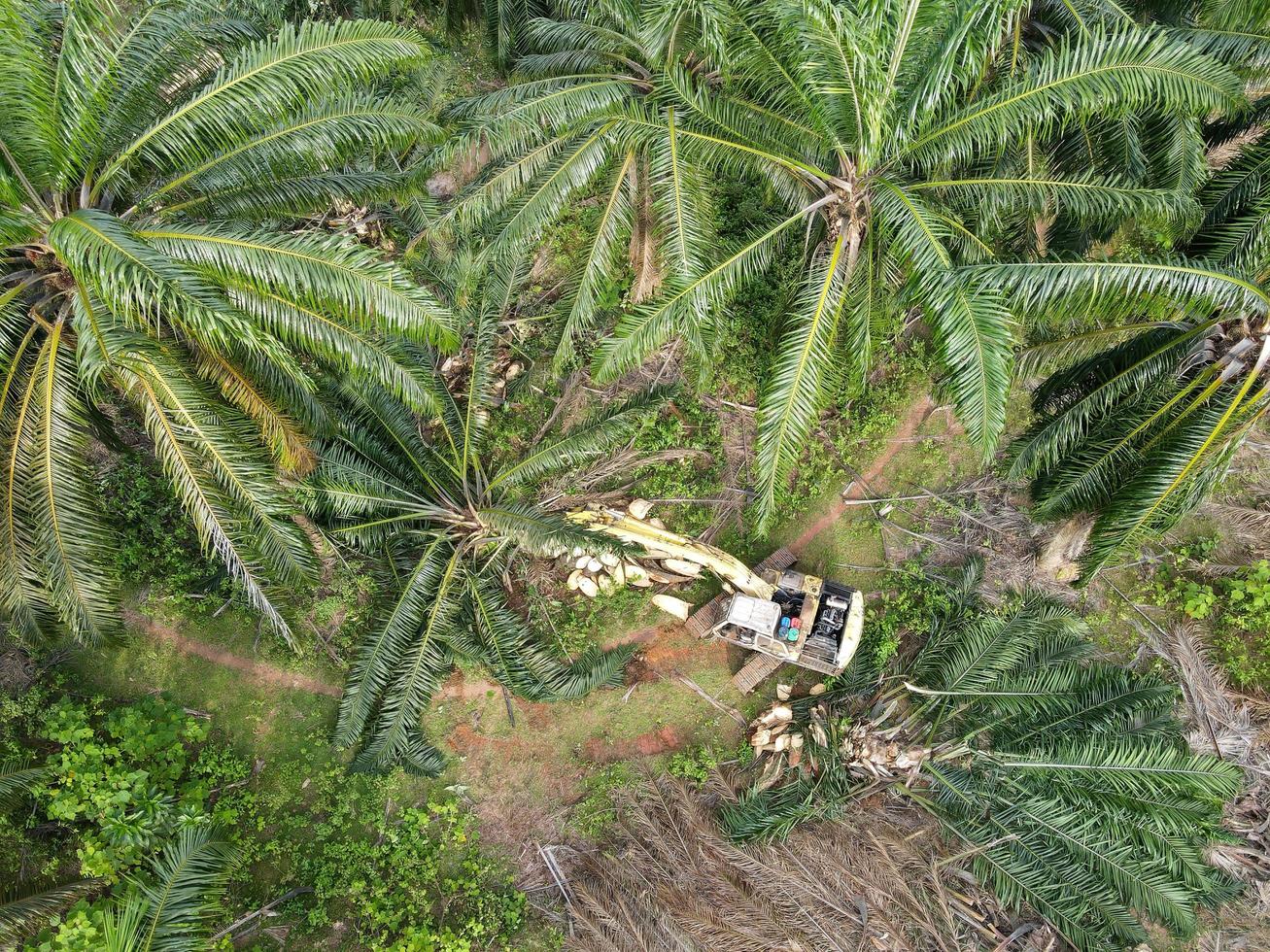 La excavadora se utiliza para cortar la tierra de la palma de aceite. foto