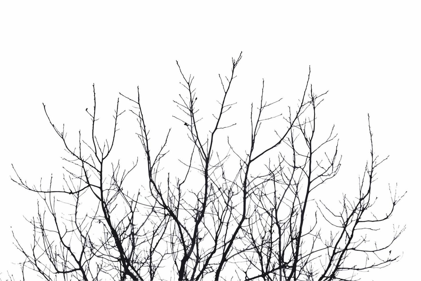 Realistic tree twigs branches silhouette on white background vector