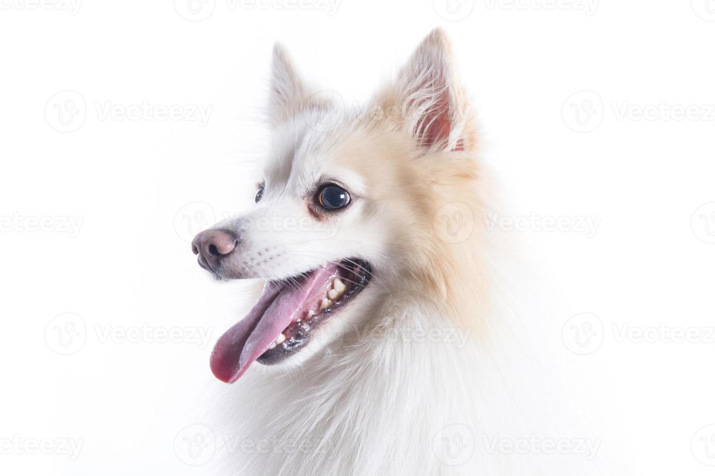 isolated portrait of a german spitz sitting photo