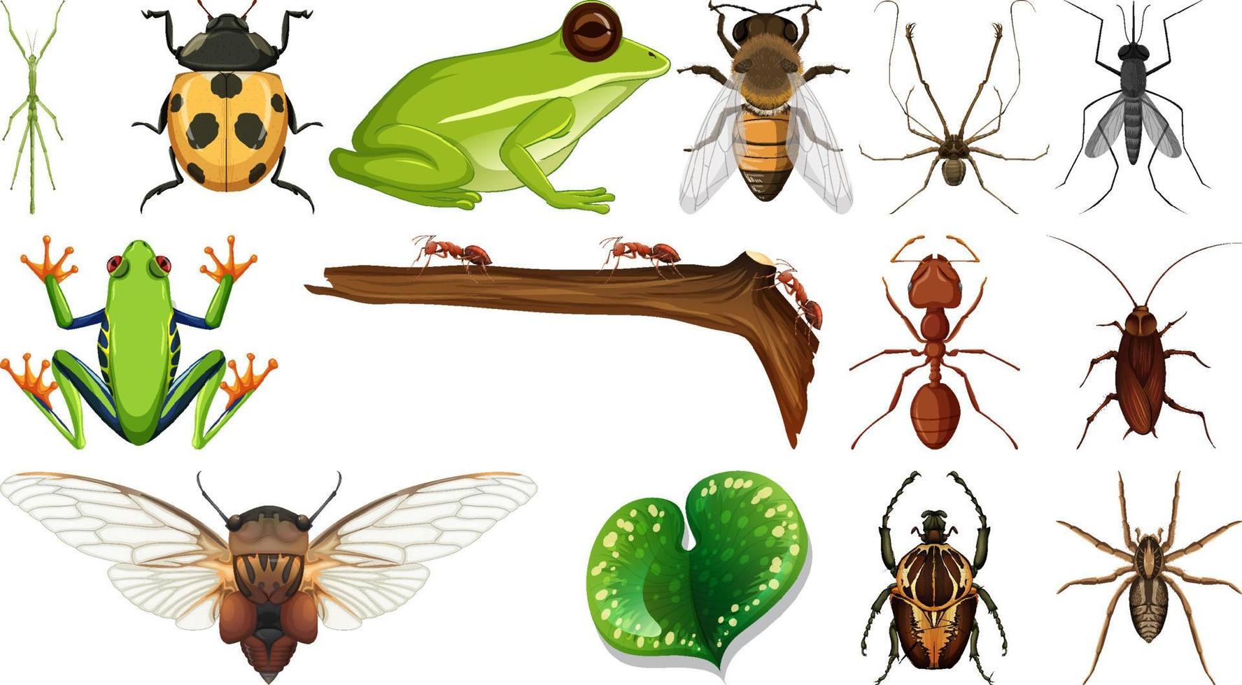 Colección de diferentes insectos aislado sobre fondo blanco. vector