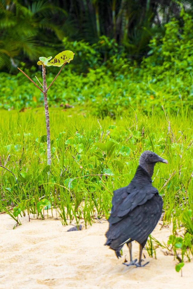 Tropical Black Vulture on Mangrove Pouso Beach Ilha Grande Brazil. photo