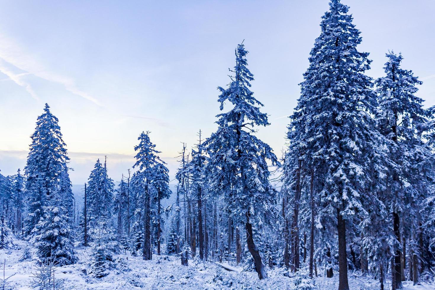 Forest landscape at night icy fir trees Brocken mountain Germany. photo