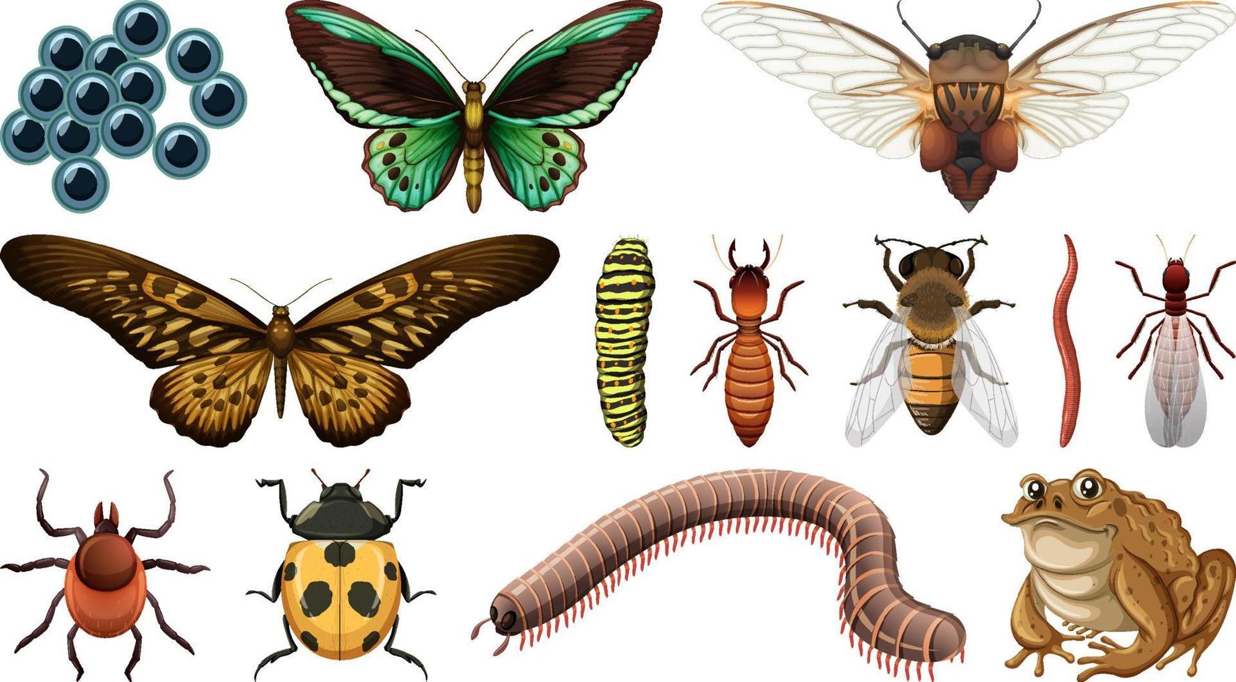 Colección de diferentes insectos aislado sobre fondo blanco. vector