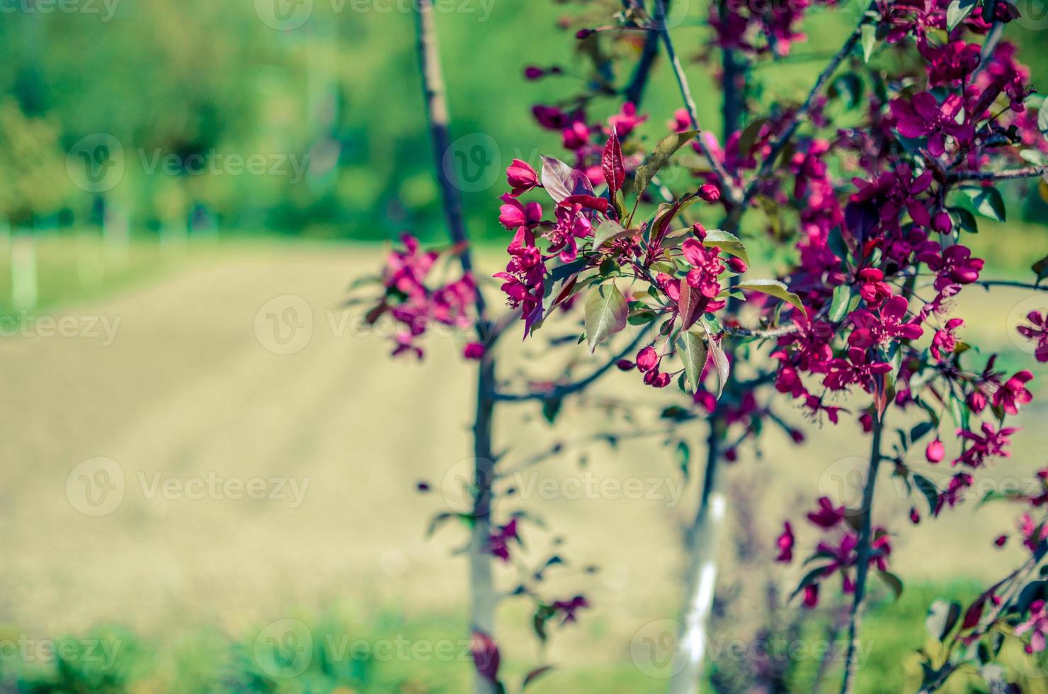 capullos rojos del manzano decorativo malus niedzwetzkyana. enverdecimiento de la ciudad. primavera. foto