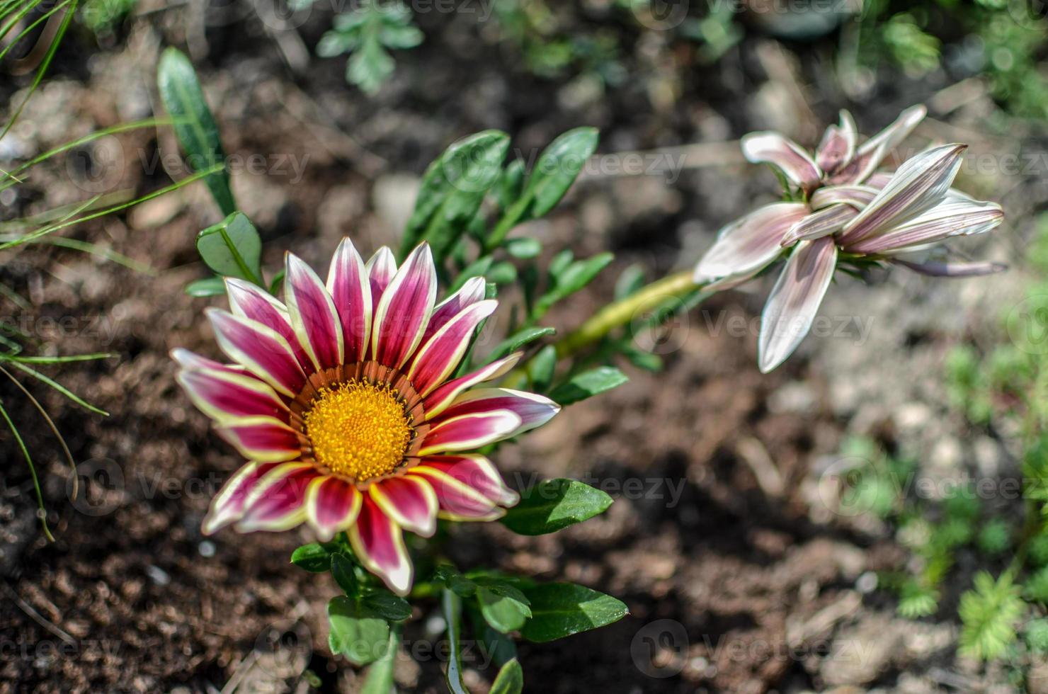 Close-up top view of one white and lilac Gazania flower in bloom in a garden photo