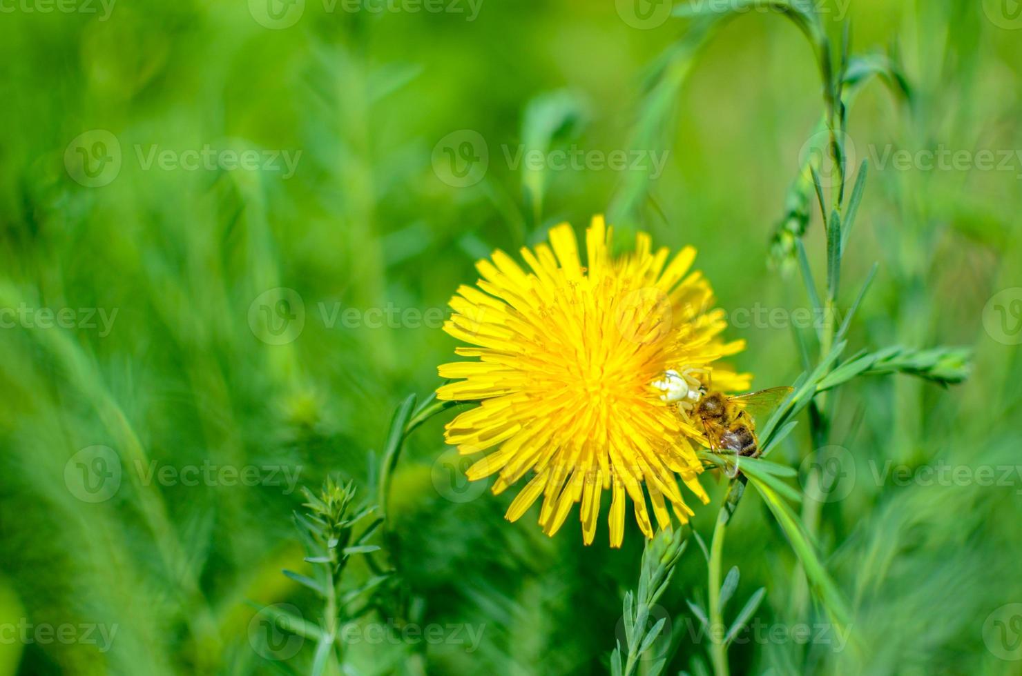 Tiny bug hiding in yellow dandelion flower photo